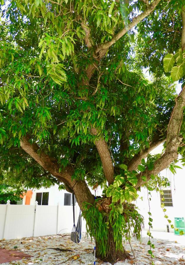 Beautiful Casita With King Bed And Private Patio Close To Calle 8, Mia Airport, Coral Gables Miami Zewnętrze zdjęcie